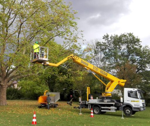 Stadtgärtner bei der Baumpflege. Verkehrssicherheit hat oberste Priorität.