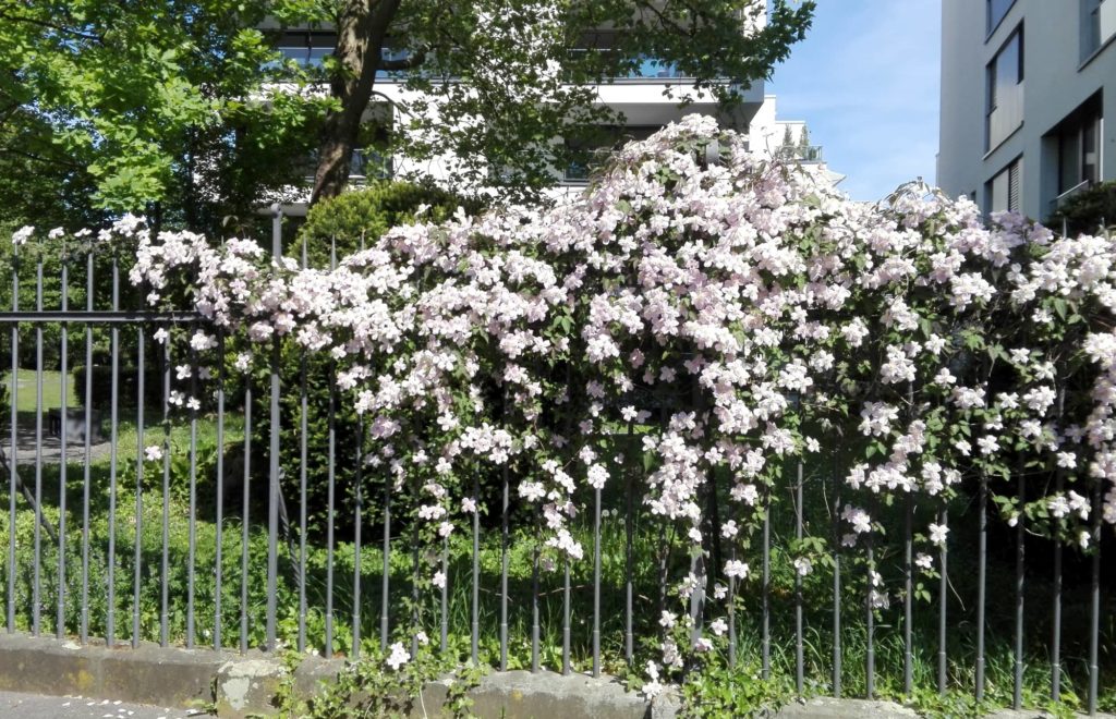 Ein Gartenzaun, üppig mit blühender Clematis bewachsen.