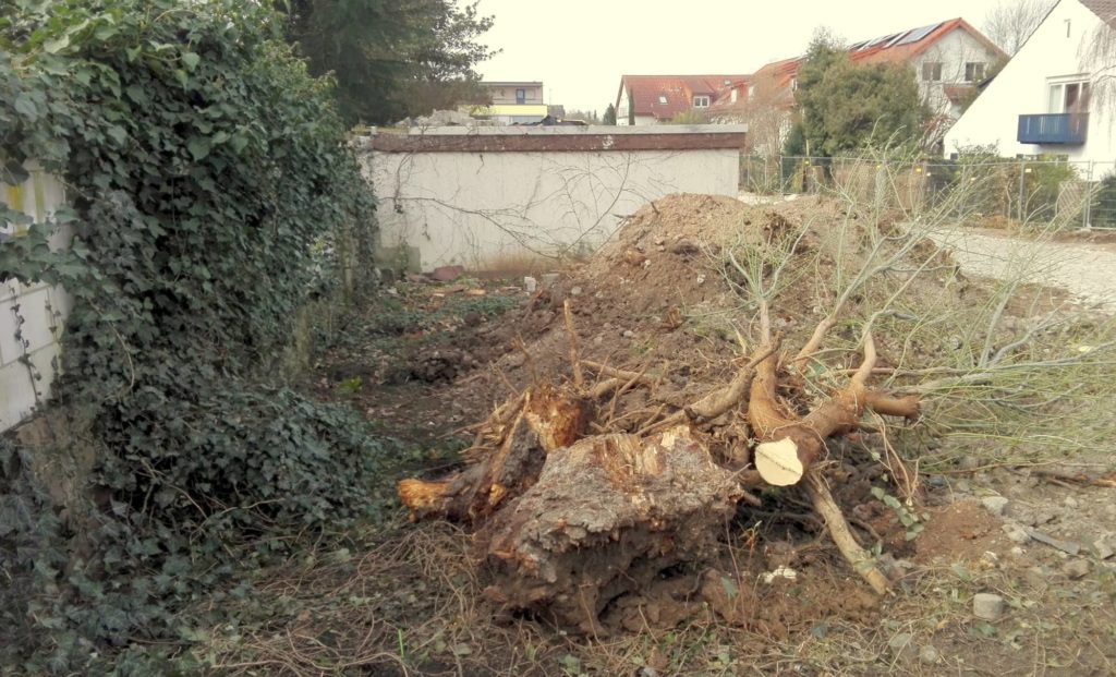 Ein Wurzelstock erinnert noch an den prächtigen Baumbestand.