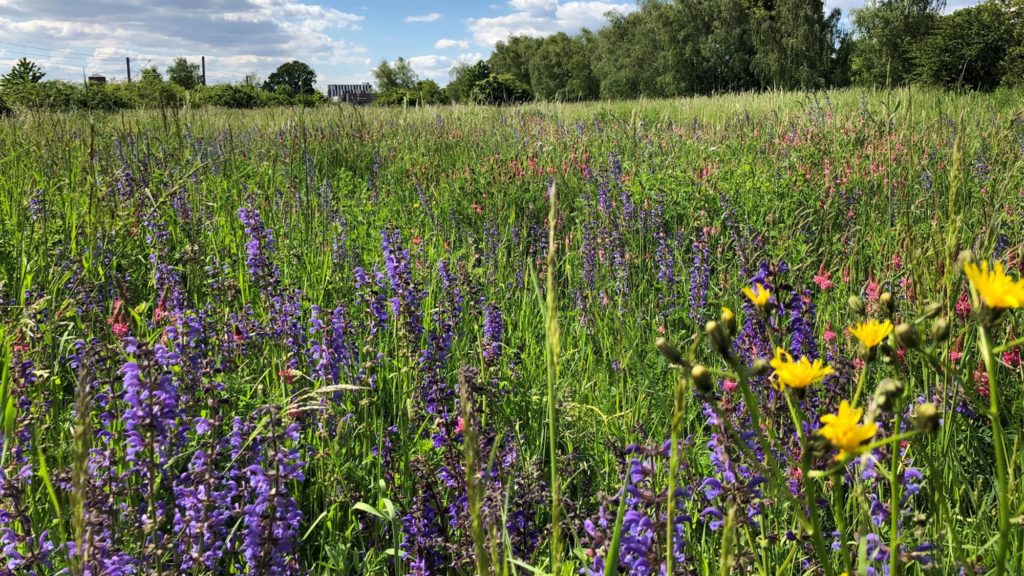 Die Wiese am Ochsenkopf in voller Blüte