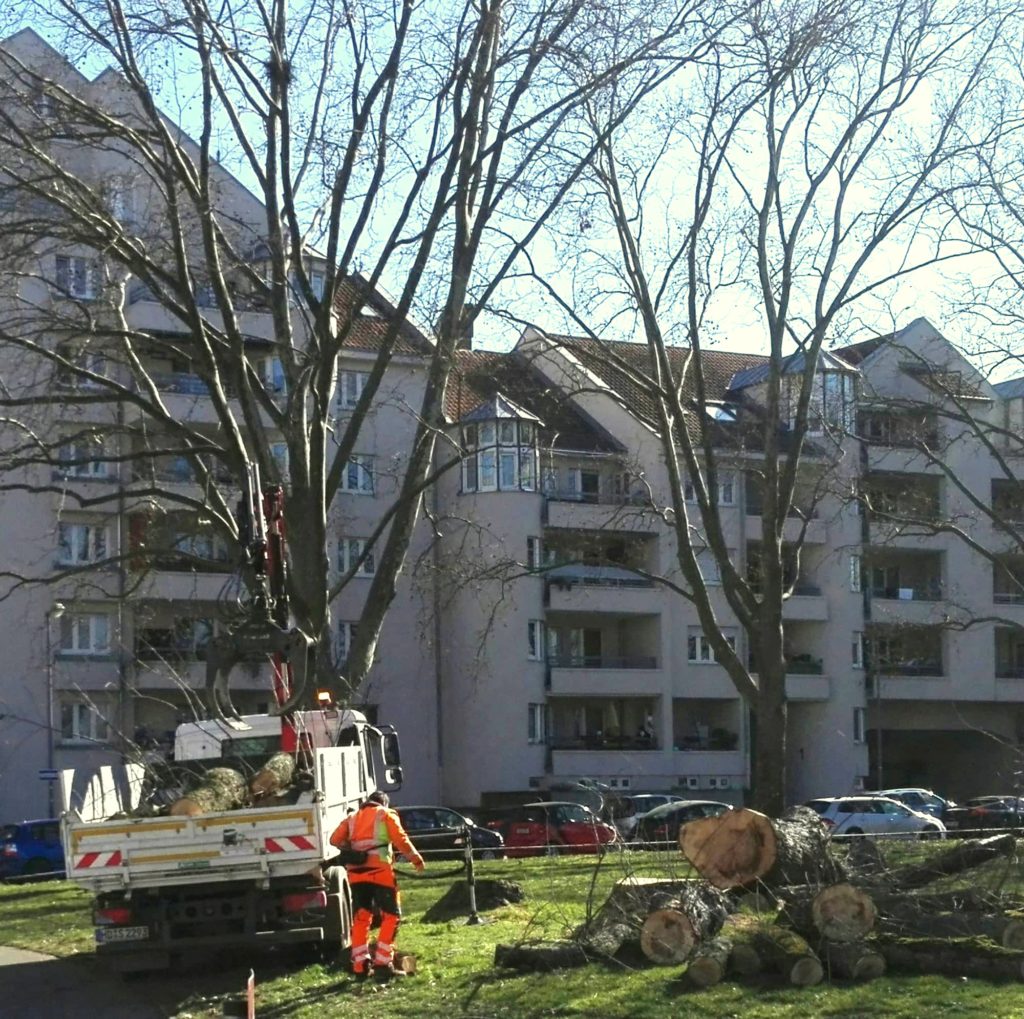 städtisches Fahrzeug mit Greifarm beim Aufladen des Schadholzes