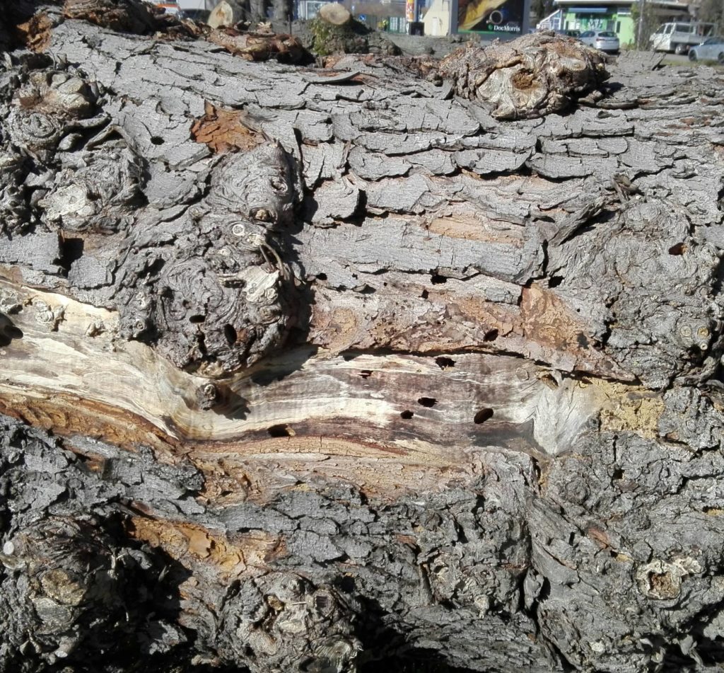 Teilstück eines Stamms mit großen Löchern aufgrund von Käferbefall