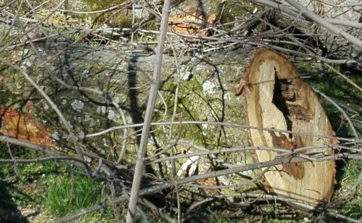 Querschnitt eines Baumstamms mit Hohlräumen aufgrund von Pilzbefall