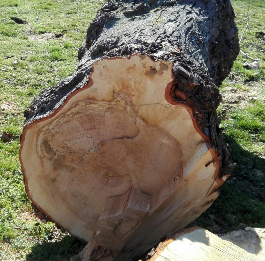 Querschnitt eines Baumstamms mit erkennbaren Verfärbungen aufgrund von Pilzbefall