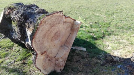 Querschnitt eines Baumstamms mit erkennbaren Verfärbungen aufgrund von Pilzbefall