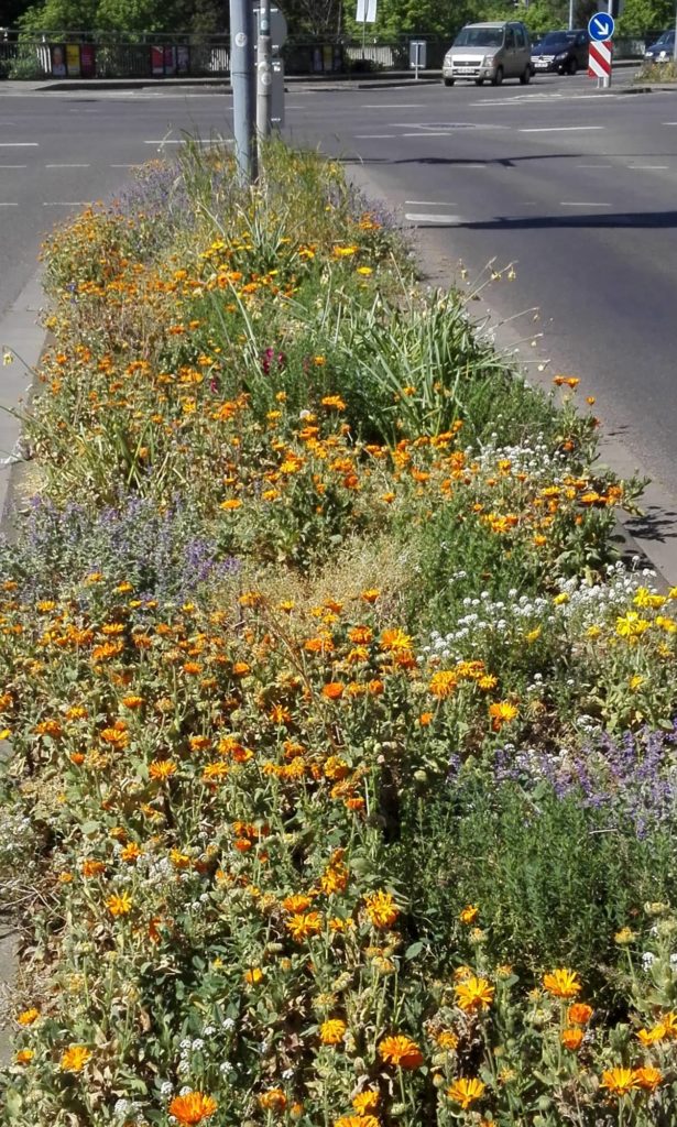 Bunte Blüten auf einer Verkehrsinsel in der Weststadt.