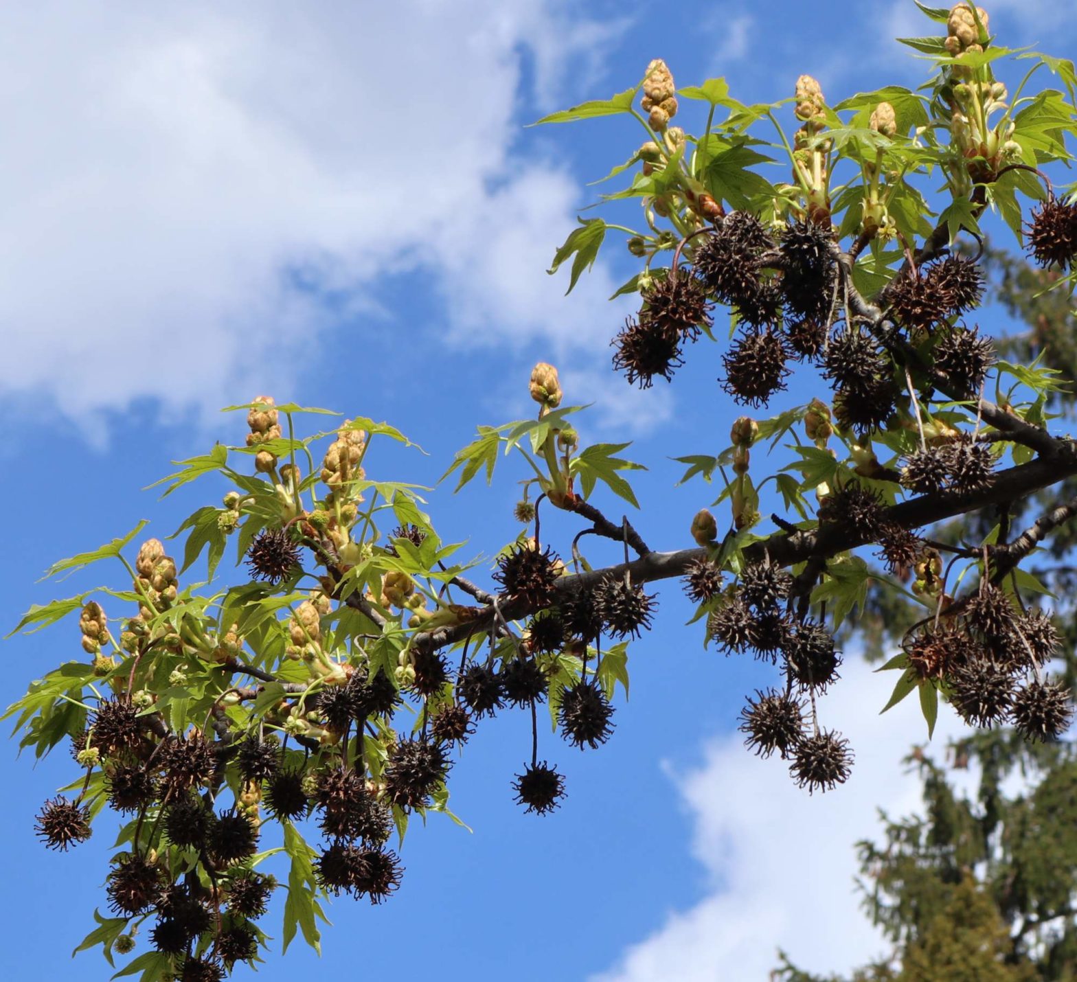 42+ Deutscher Name Des Kugel Amberbaums, Der amberbaum ist