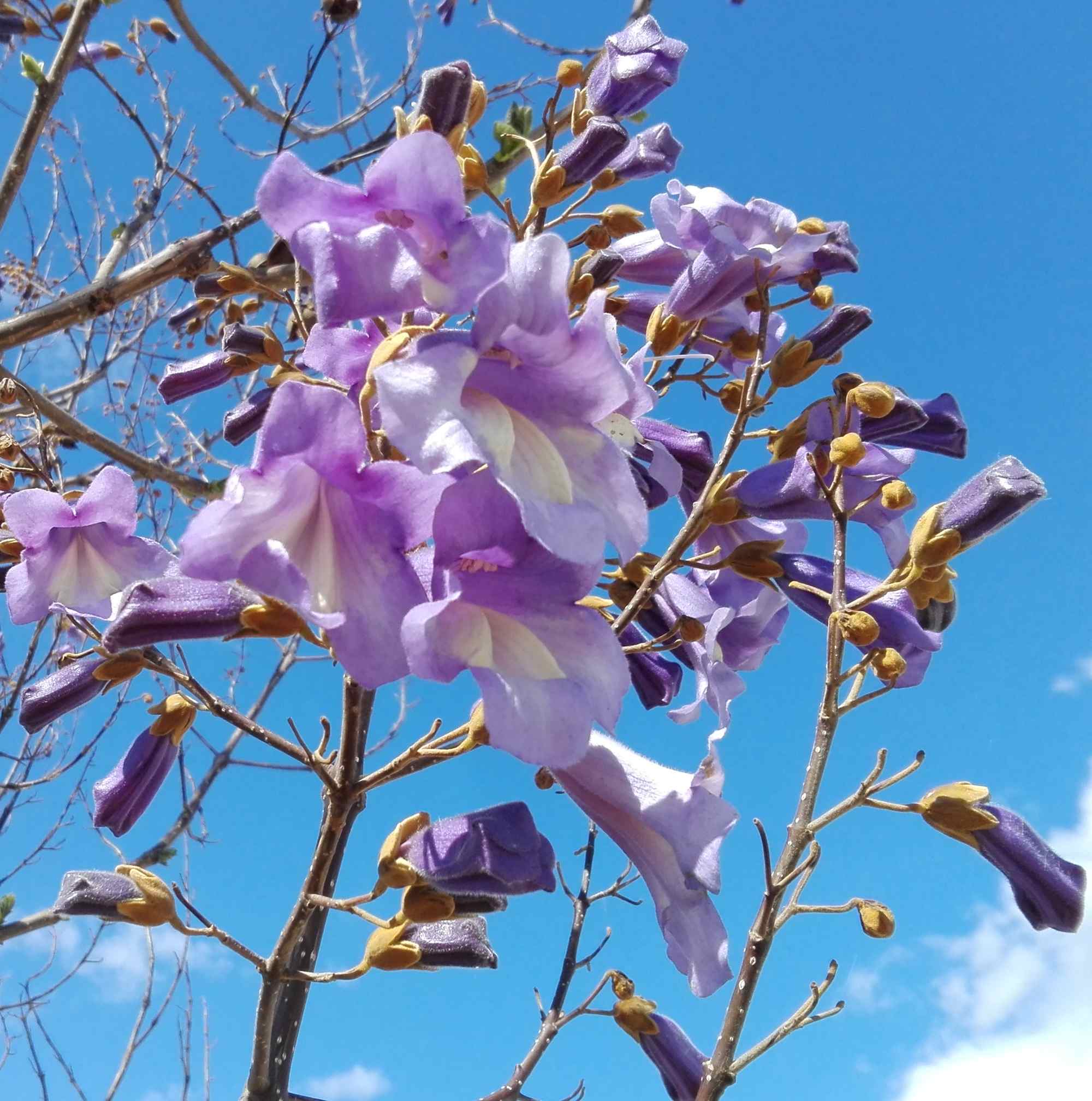 Exotische Bäume StadtGrün Heidelberg