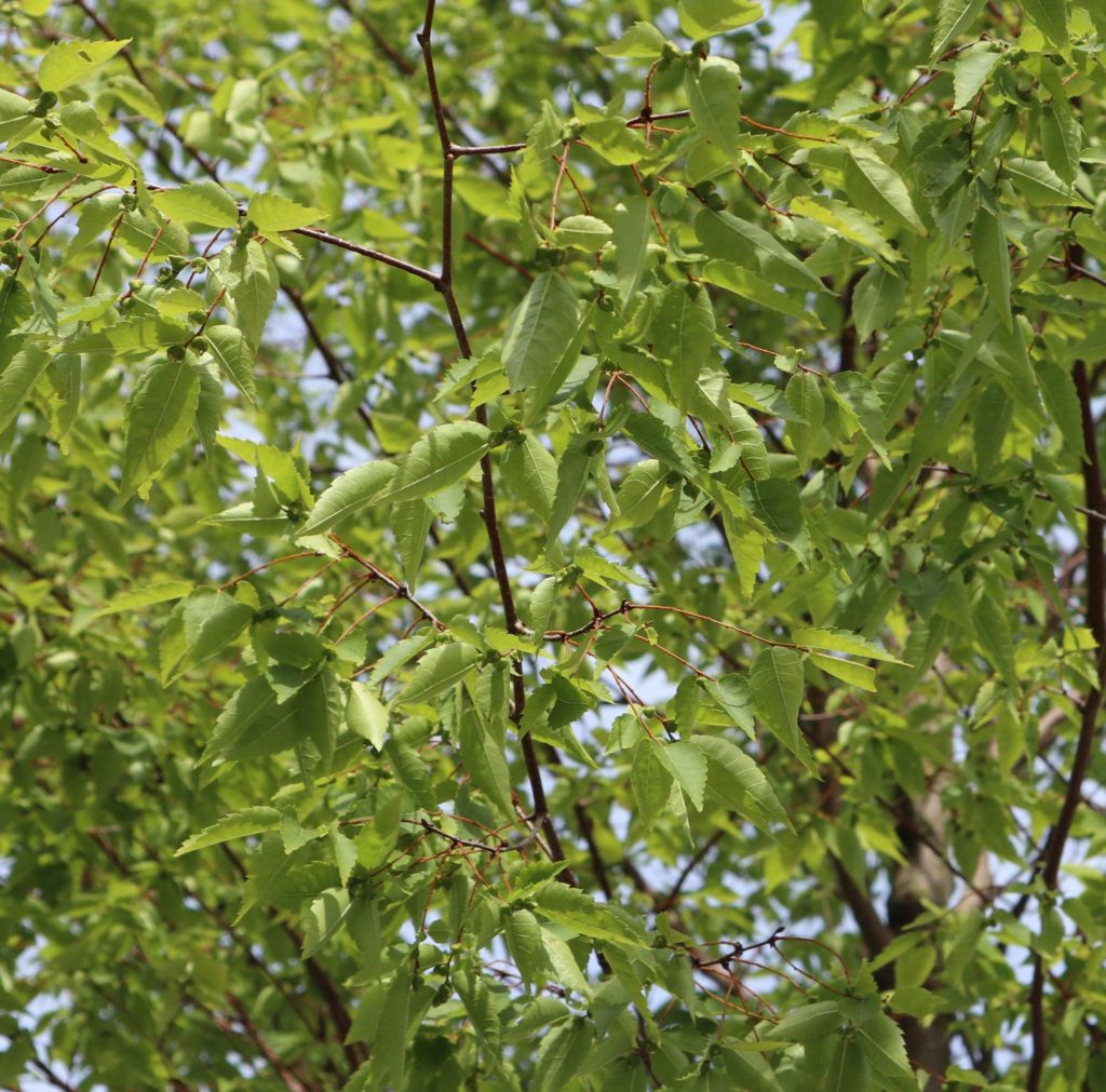 Zelkove (Zelkova serrata)  Blätter, Früchte, Ulmengewächse, Zukunftsbaum, Klimawandelgehölz, Klimabaum, 