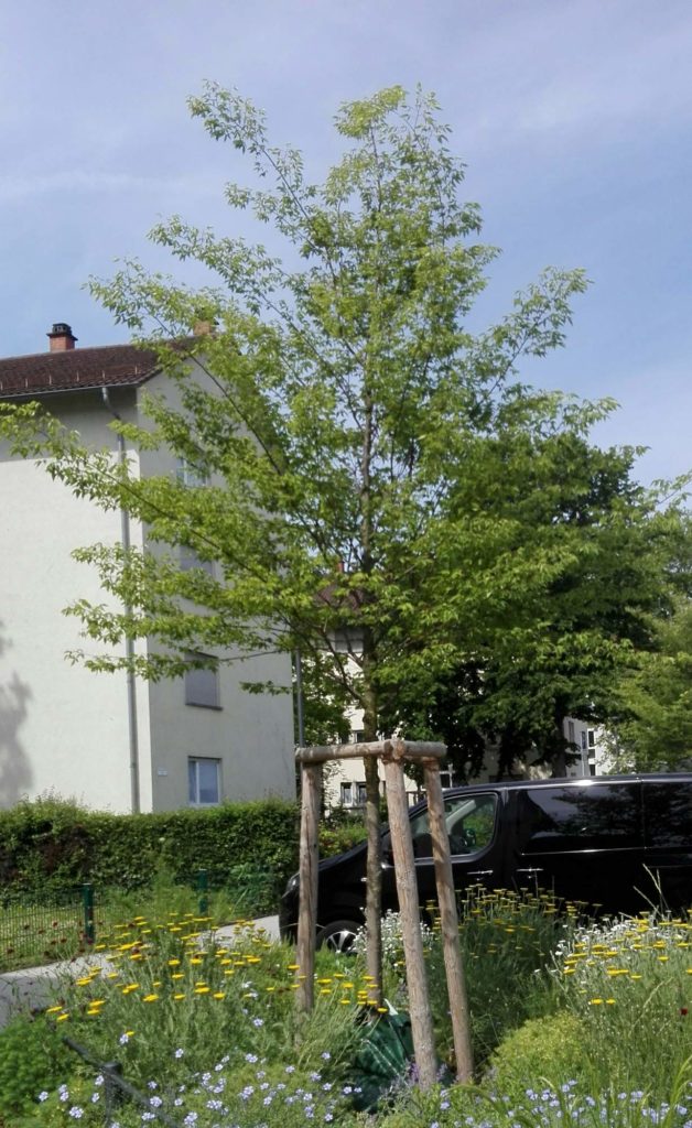 Zelkove Habitus Zelkova serrata, Zukunftsbaum, Klimawandelgehölz, Klimabaum