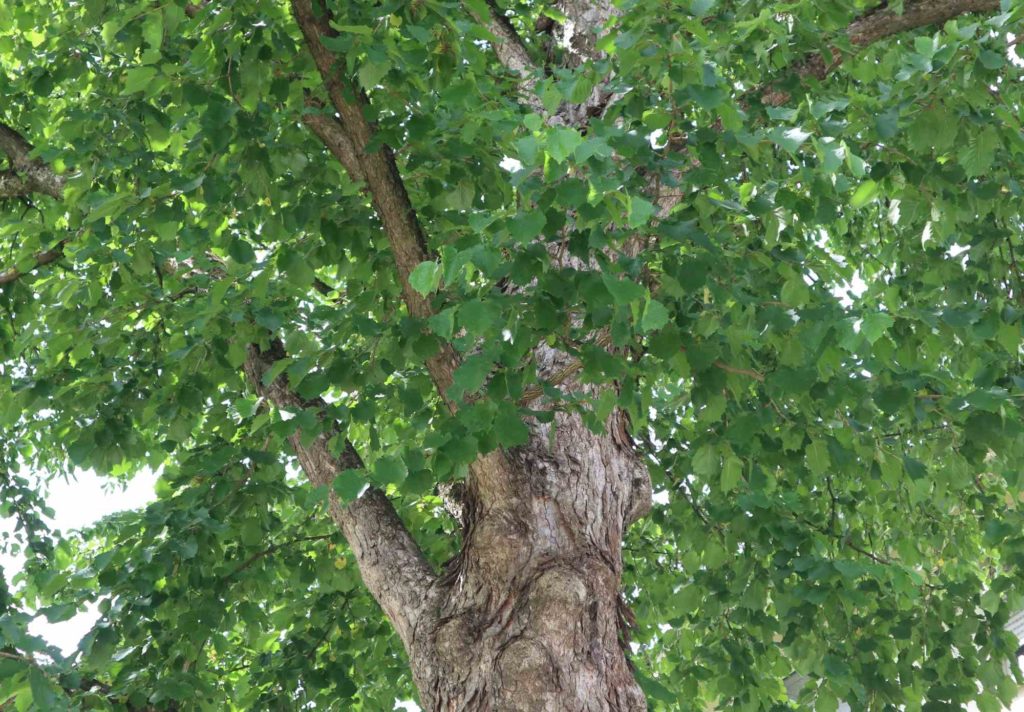 Baumhasel, Baum-Hasel, Klimabaum, Zukunftsbaum, Klimawandelgehölz, Corylus colurna, Türkische Hasel, Türkische Haselnuss