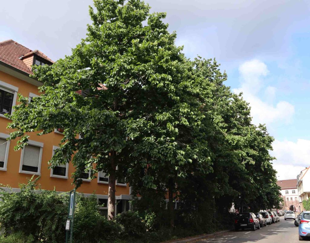 Baumhasel, Baum-Hasel, Klimabaum, Zukunftsbaum, Klimawandelgehölz, Corylus colurna, Türkische Hasel, Türkische Haselnuss