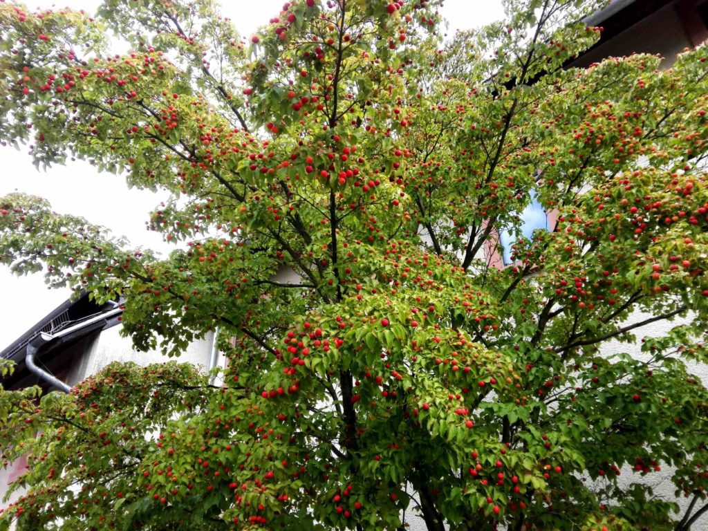 Japanische Blumenhartriegel (Cornus kousa), Früchte