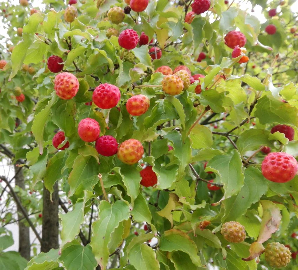 Japanische Blumenhartriegel (Cornus kousa), Früchte