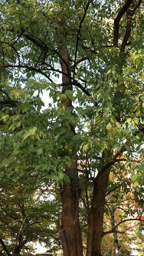 Osagedorn Frucht, Milchorangenbaum, Maclura pomifera unreife Frucht am Baum