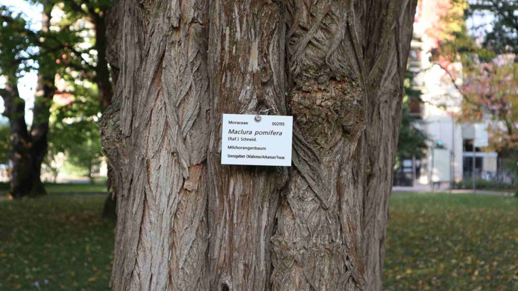 Osagedorn Frucht, Milchorangenbaum, Maclura pomifera Rinde