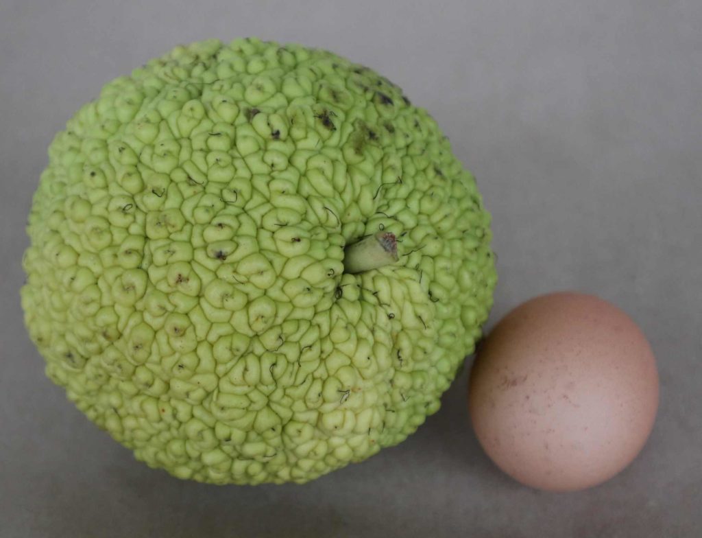 Osagedorn Frucht, Milchorangenbaum, Maclura pomifera Frucht