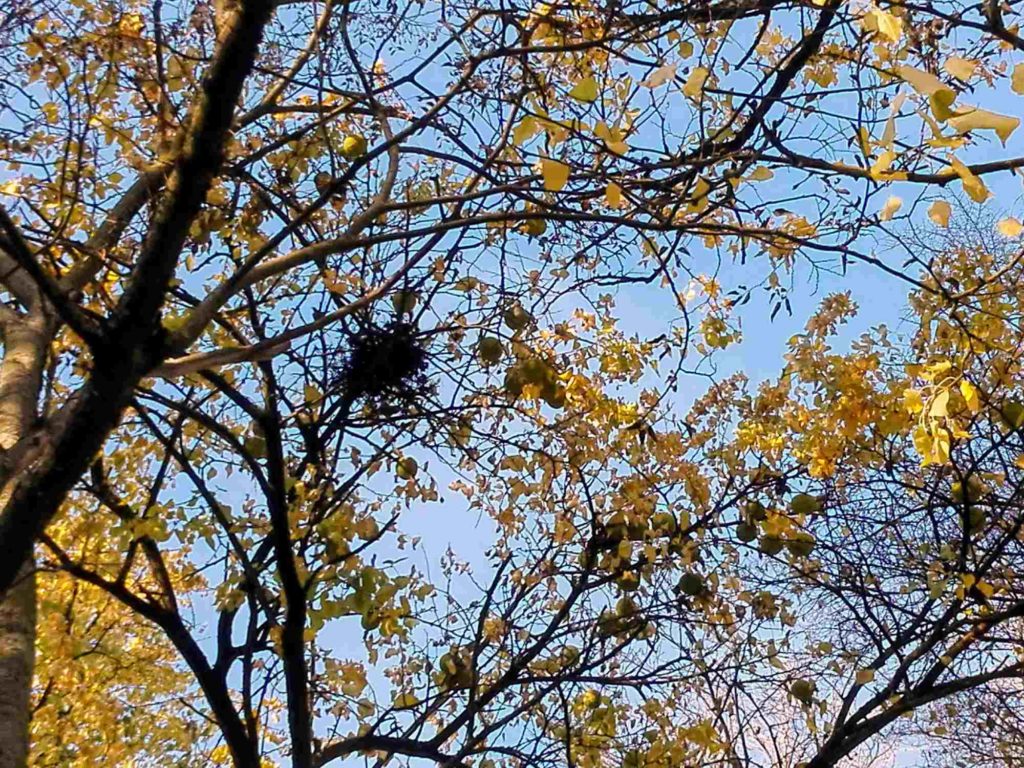 Osagedorn Frucht, Milchorangenbaum, Maclura pomifera Früchte