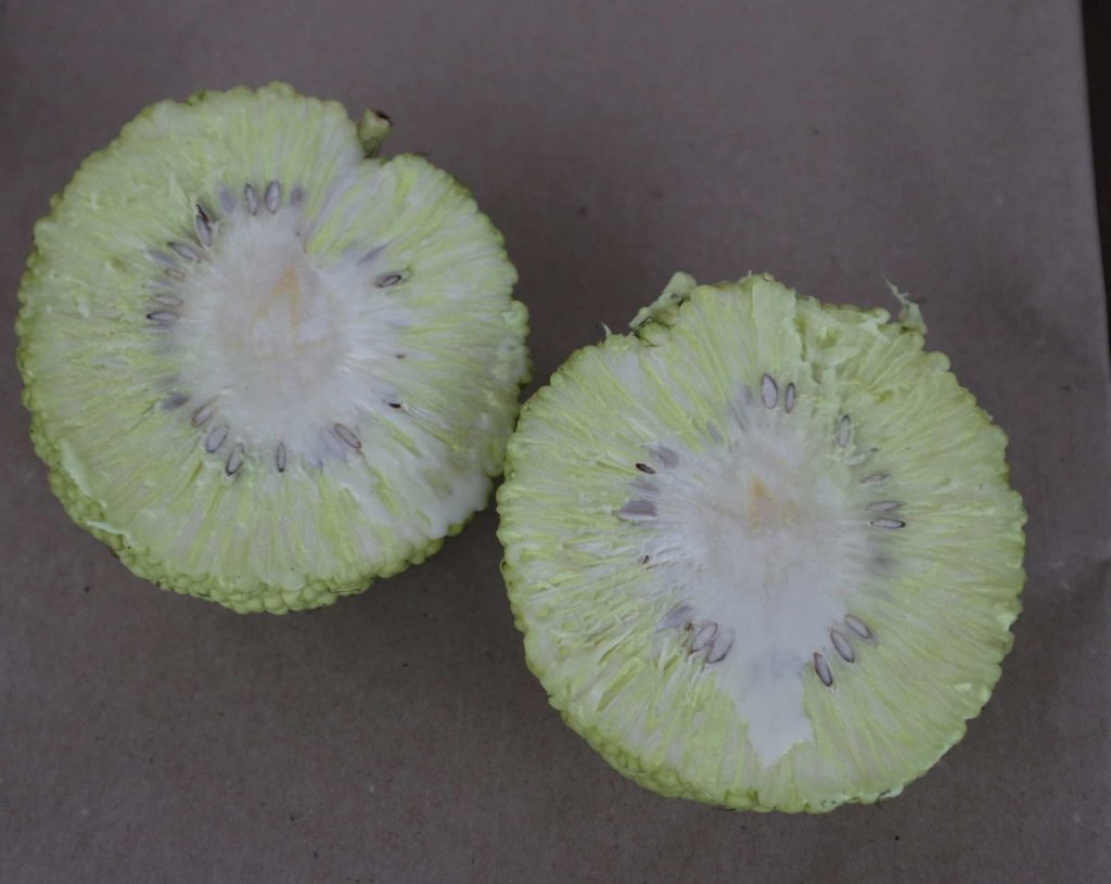 Osagedorn Frucht, Milchorangenbaum, Maclura pomifera Frucht