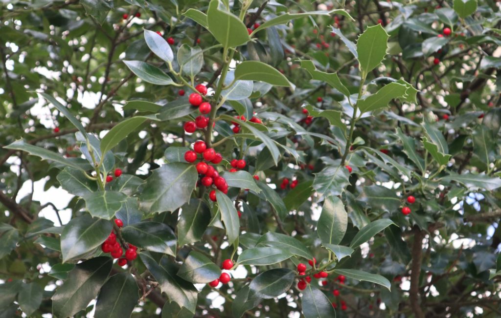 Stechpalme (Ilex aquifolium)