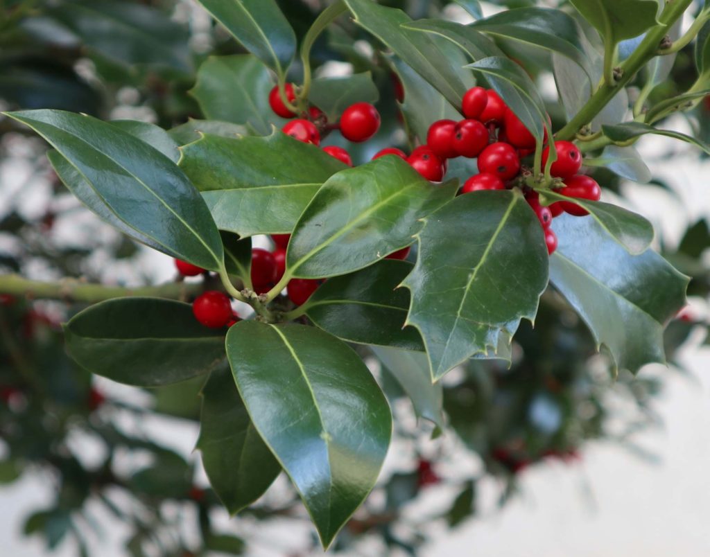 Stechpalme (Ilex aquifolium), Beeren