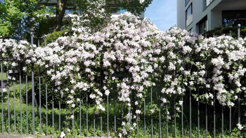 Begrünung mit Clematis