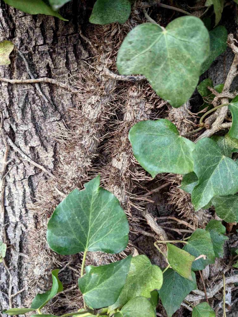 Gewöhnliche Efeu (Hedera helix), Haftwurzeln, Adventivwurzeln