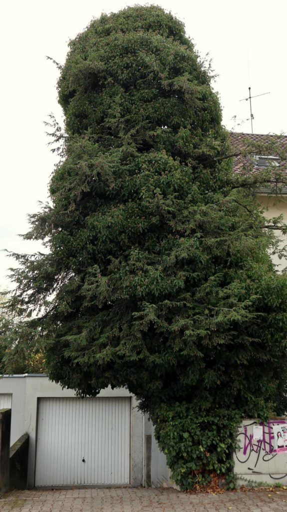 Gewöhnliche Efeu (Hedera helix), überwachsener Baum