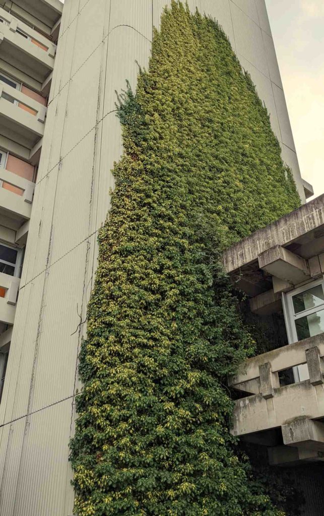 Fassadenbegrünung mit Efeu
Hedera helix "Goldheart"