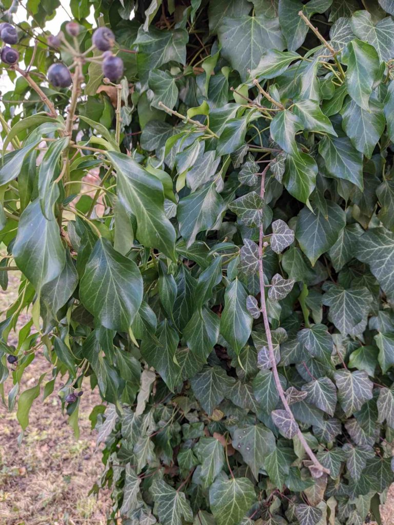 Gewöhnliche Efeu (Hedera helix), Heterophyllie