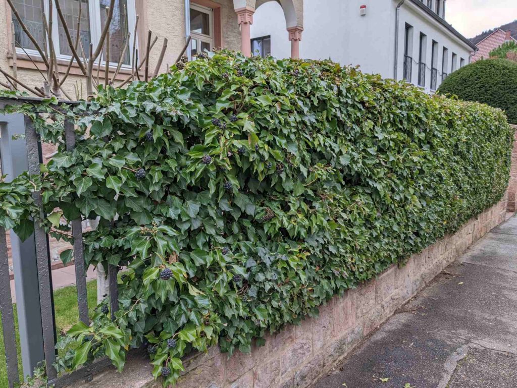 Gewöhnliche Efeu (Hedera helix), Efeu als Hecke