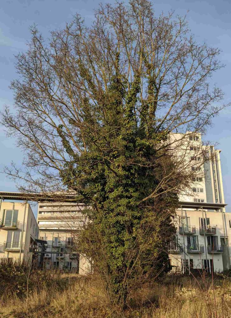 Gewöhnliche Efeu (Hedera helix), bewachsener Baum