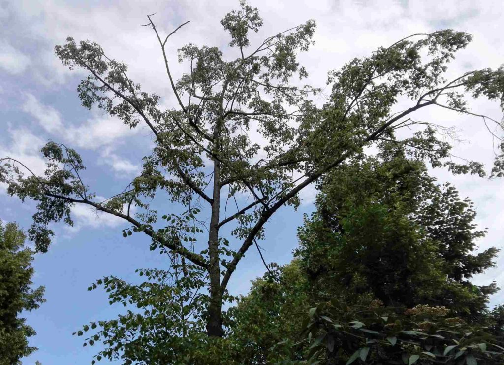 Linde mit kahlen Ästen, Kronenverkahlung, Verkahlung, Stigmina pulvinata