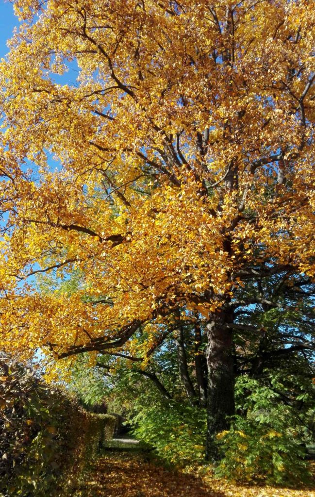 Tulpenbaum mit goldgelber Herbstfärbung, Klimawandelgehölz, Zukunftsbaum
