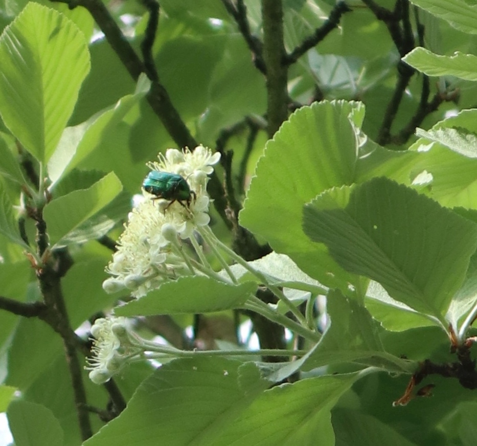 Blühende Mehlbeere, Rosenkäfer