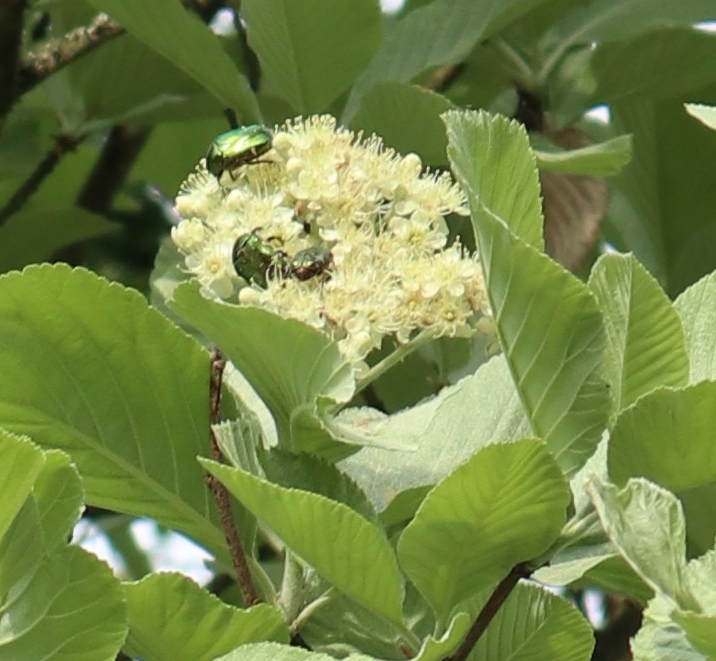 Blühende Mehlbeere, Rosenkäfer