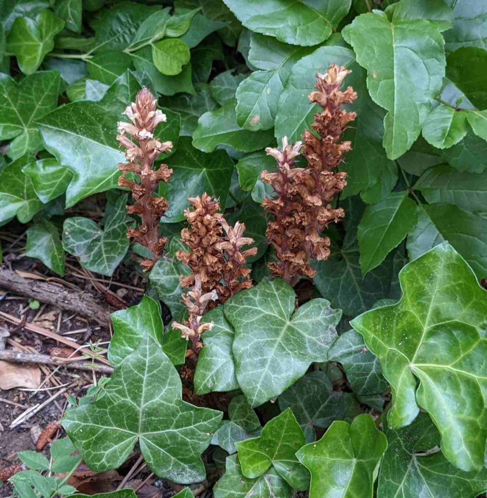 Hain-Sommerwurz Orobanche lucorum