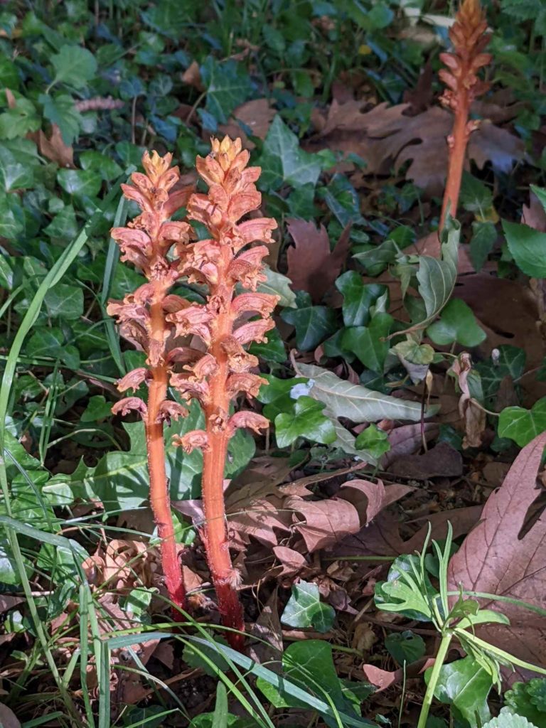 Hain-Sommerwurz Orobanche lucorum