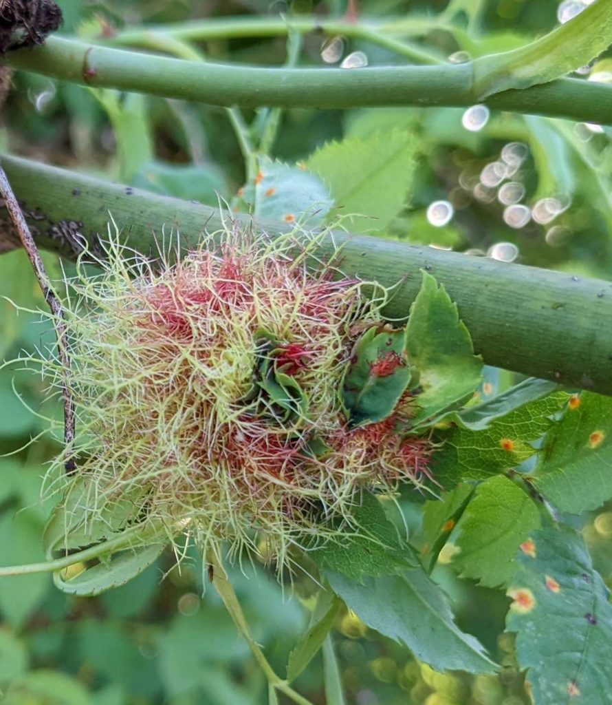 Rosenapfel, Schlafapfel, Rosengallwespe, (Diplolepsis rosae), Pflanzengalle