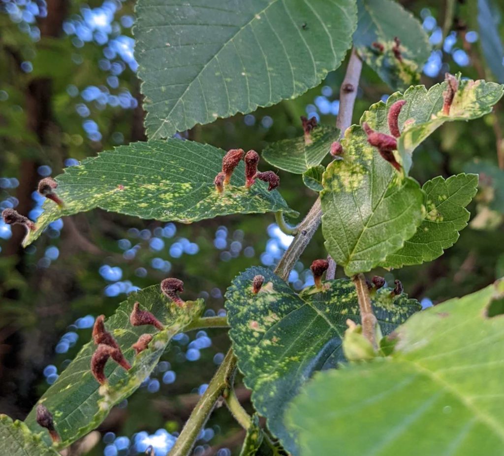 Zürgelbaum (Celtis australis) mit schwarzen Beutelgallen