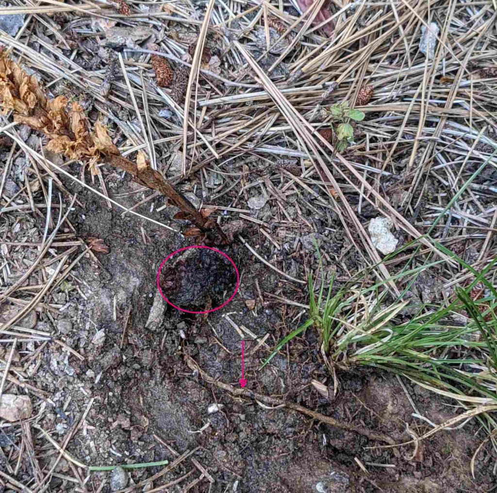 Hain-Sommerwurz Orobanche lucorum mit Speicherknolle und Wirtswurzel