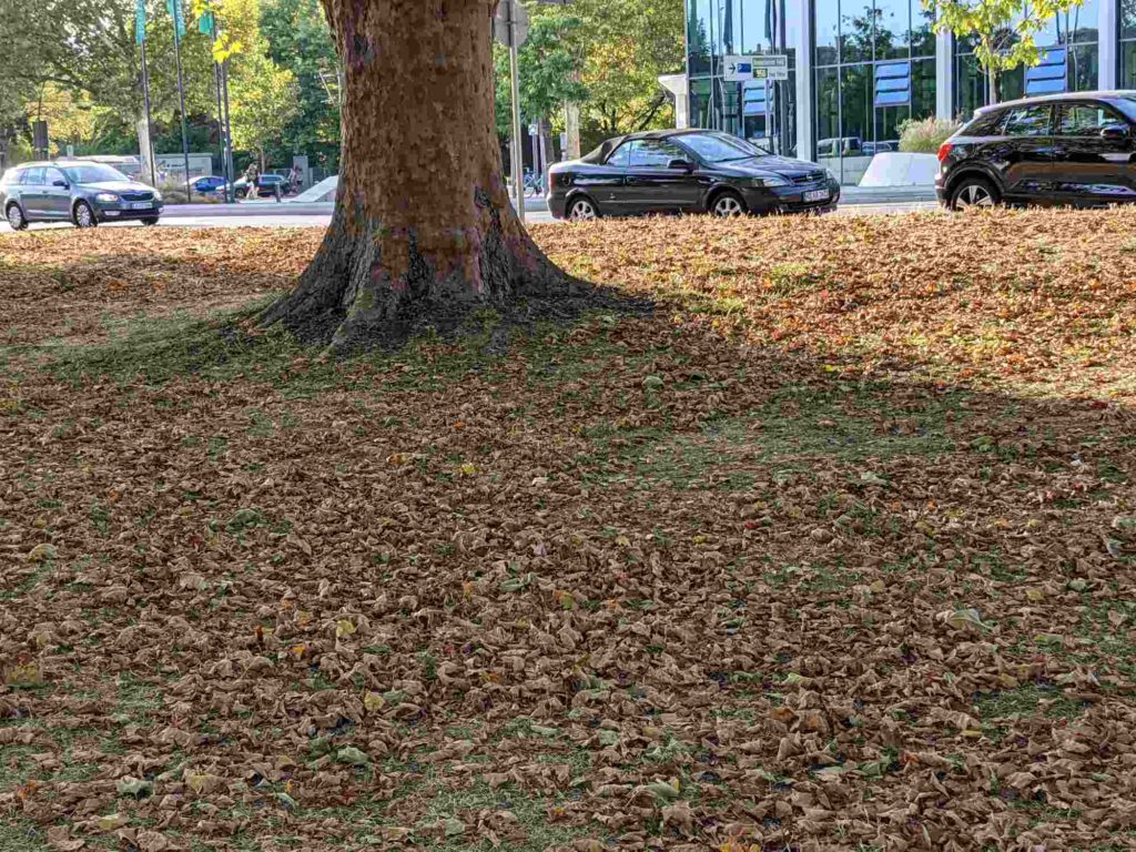 Platane mit Laubfall im Sommer, dürre Blätter um den Stamm einer Platane, Blattfall im Sommer wegen Dürre