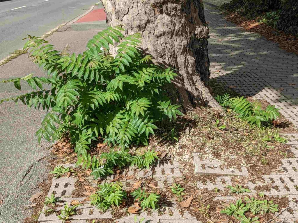 Ailanthus altissima Götterbaum, Wurzelbrut