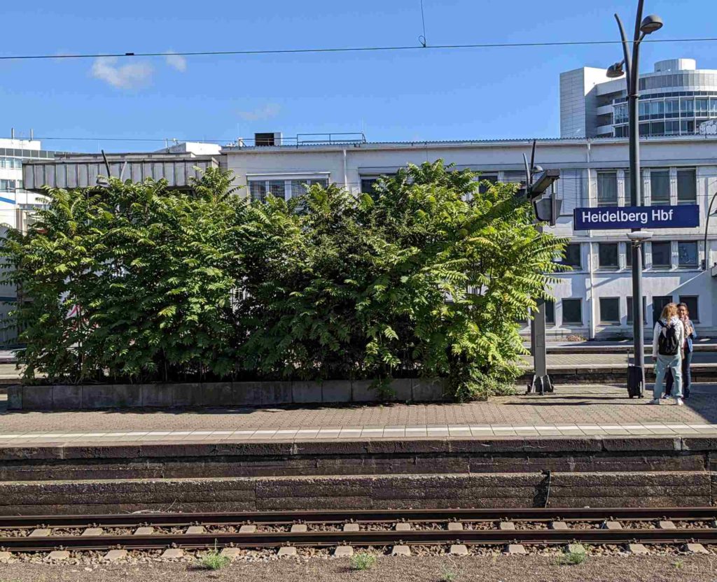 Ailanthus altissima Götterbaum, wuchernd, dominant, in Deutschland angekommen