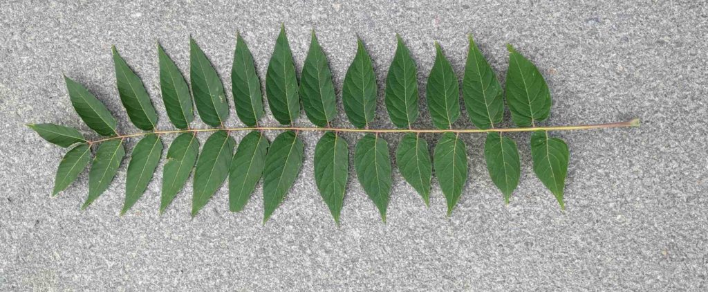 Ailanthus altissima Götterbaum, Blatt, Fiederblatt des Götterbaums