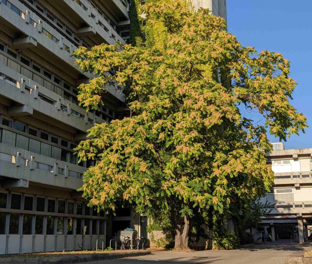 Ailanthus altissima Götterbaum