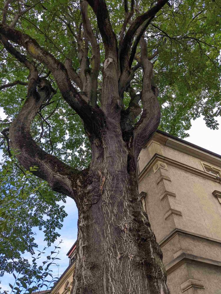 Ailanthus altissima Götterbaum, Rinde mit weißen Längsrissen