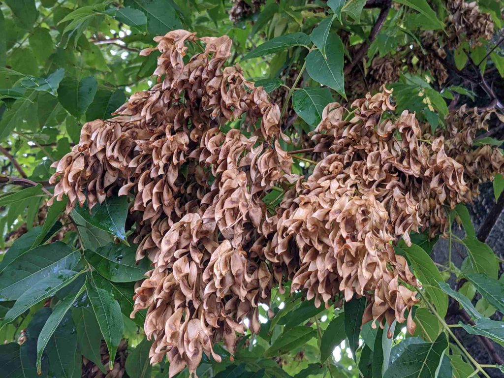 Ailanthus altissima Götterbaum mit Früchten