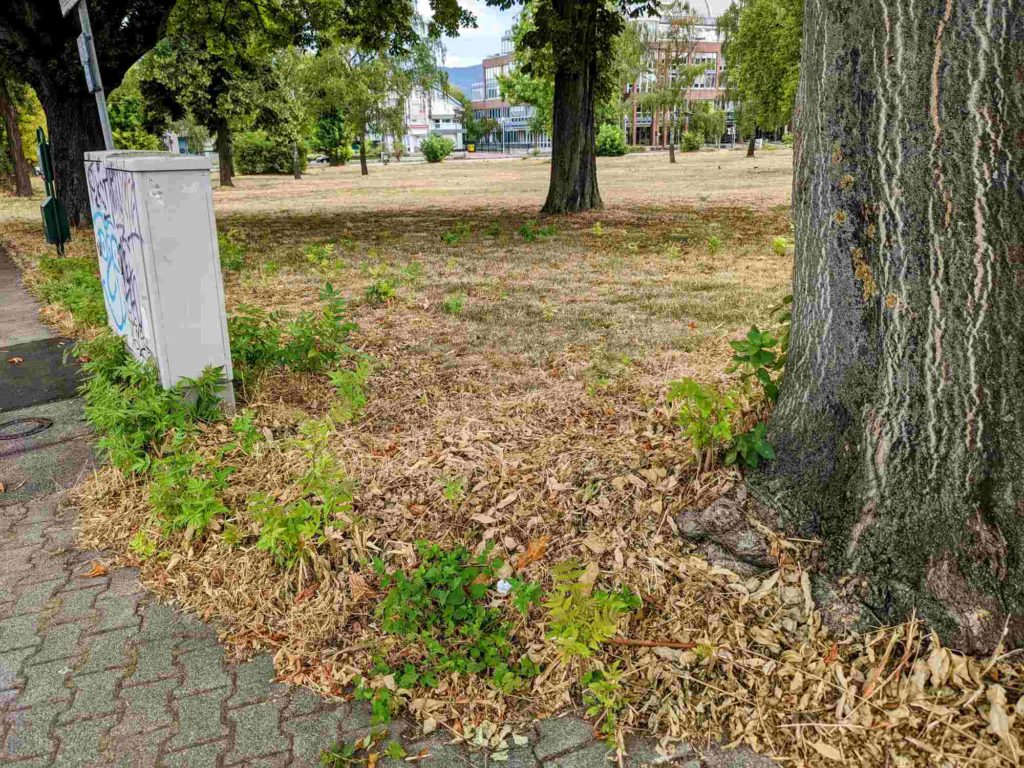 Ailanthus altissima Götterbaum mitWurzelbrut