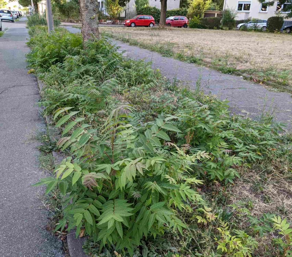 Ailanthus altissima Götterbaum